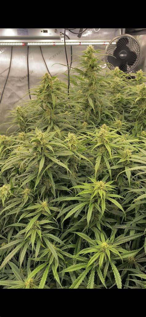 Autoflower Prosess Every Week に対する画像結果