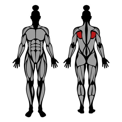 Internal Rotation Muscles に対する画像結果