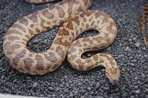 Image result for Blonde Spotted Python