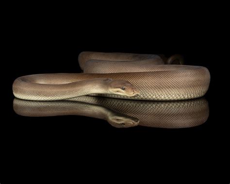 Image result for Olive Python Teeth