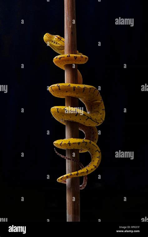 Image result for Torch a Python Snake