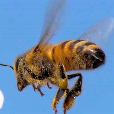 Image result for How Bees Fly