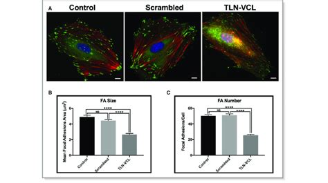 Image result for Talin Focal Adhesion