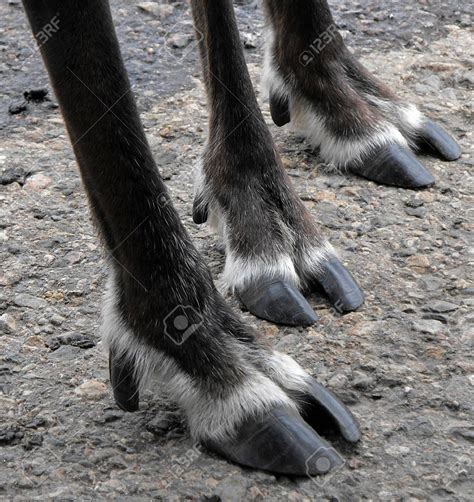 Image result for Split Hoof Animals