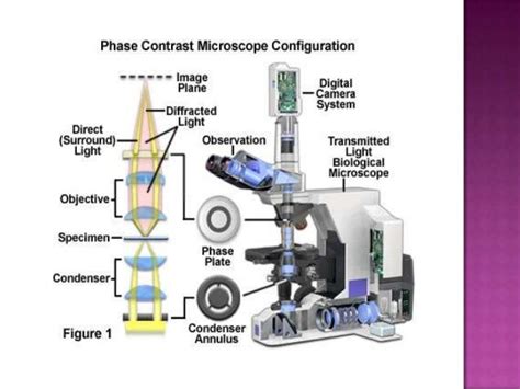 Light Source of Phase Contrast Microscope に対する画像結果