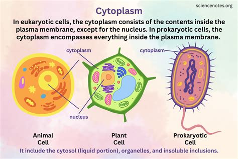 Image result for Cytoplasm Example