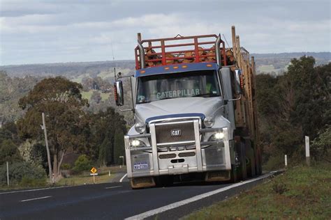 Image result for Cat Logging