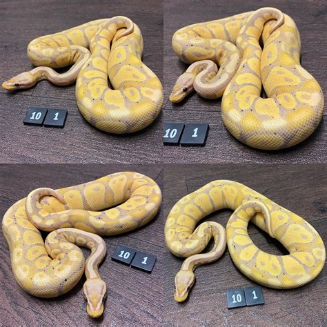 Image result for Coral Glow Axanthic Ball Python