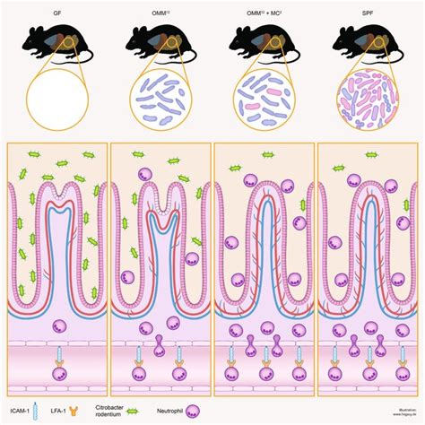 Afbeeldingsresultaten voor Maturation Effect