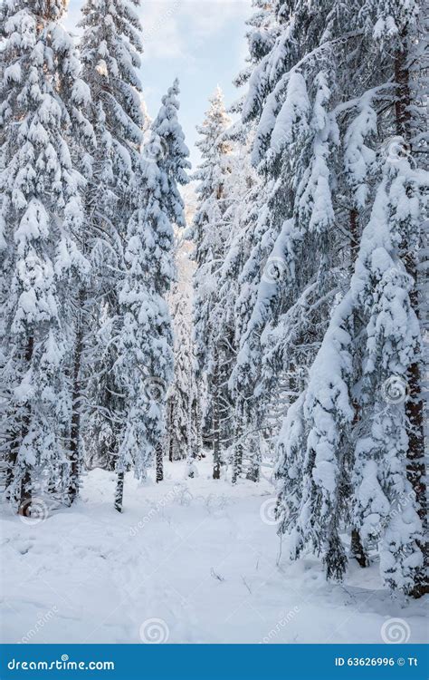 Afbeeldingsresultaten voor Coniferous Forest in Snow