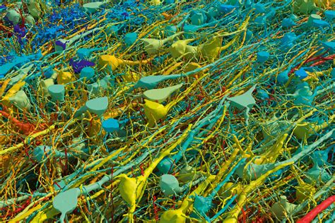 Image result for Paintable Brain Map Broadman's Python