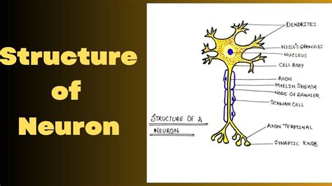 Image result for NCERT Class 12 Neuron Structure