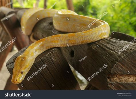 Python Yellow に対する画像結果