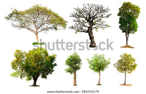 Image result for Small Tree Design