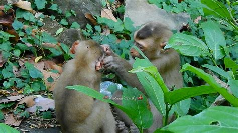 Afbeeldingsresultaten voor Monk with Monkey On His Head