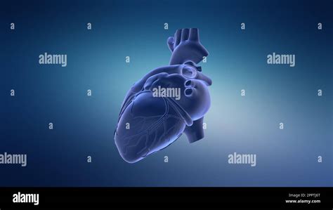 Bildergebnis für Anatomy of Heart Animation