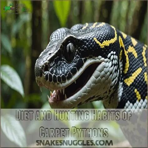 Image result for Carpet Python Habitat