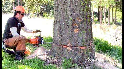 Toradh íomhá ar How to Cut Down Big Trees