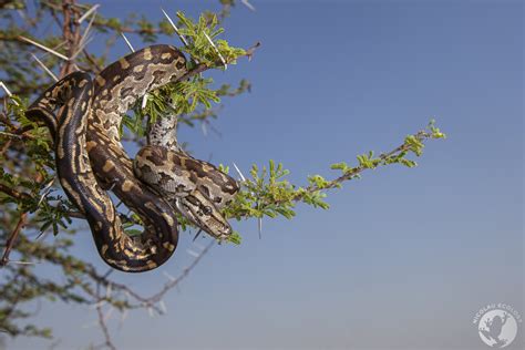 Image result for Python Natalensis