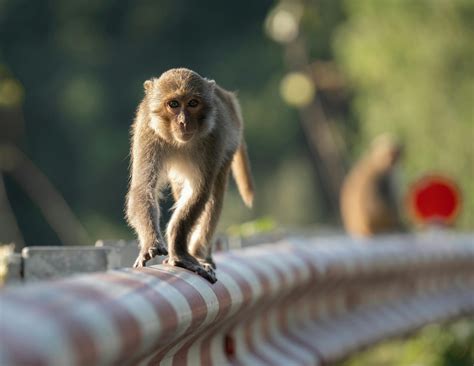 Container Stack Animation માટે ઇમેજ પરિણામ