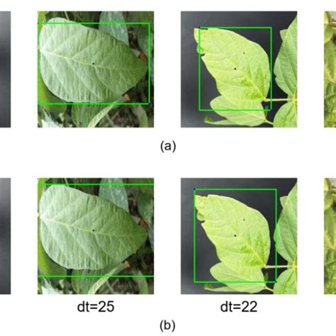 Overfitting Bounding Box에 대한 이미지 결과