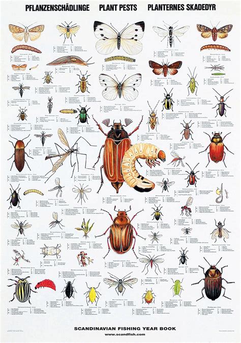 Insect Larvae Identification Chart ಗಾಗಿ ಇಮೇಜ್ ಫಲಿತಾಂಶ
