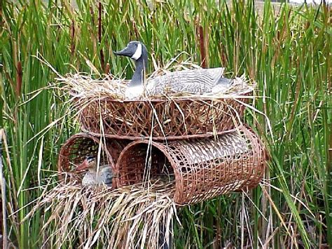 Image result for Nesting Structure