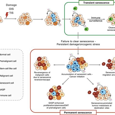 Image result for Senescence Pathways