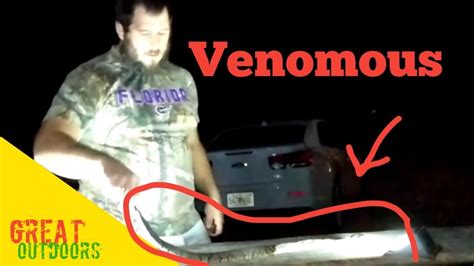 Image result for Python Skin Tanning