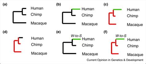 Image result for Accelerated Human Evolution