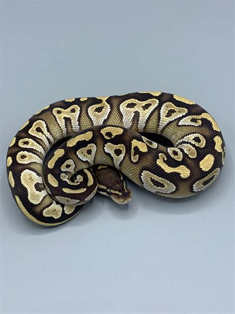Image result for Banded Mojave Ball Python
