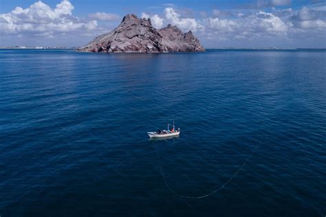 Image result for Shark Different Reproduction