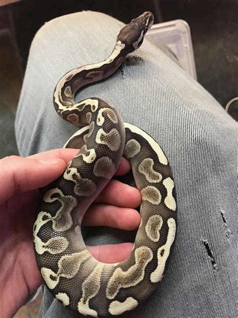 Image result for Cute Royal Python