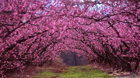 Image result for Free Beautiful Spring Wallpapers