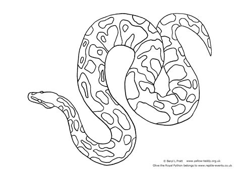 Snake Drawing Ball Python に対する画像結果