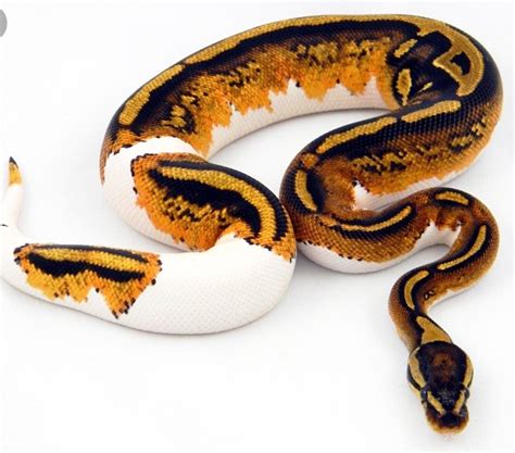 Image result for Orange and White Python