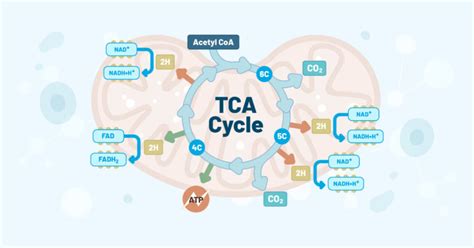 Khan Academy TCA Cycle に対する画像結果