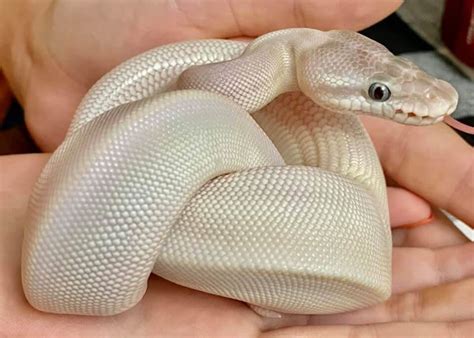 Toradh íomhá ar Ball Python Leucistic