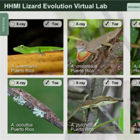 Image result for BioInteractive Lizard Evolution Answer Key