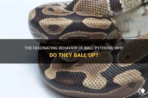 Image result for Ball Python Balling Up