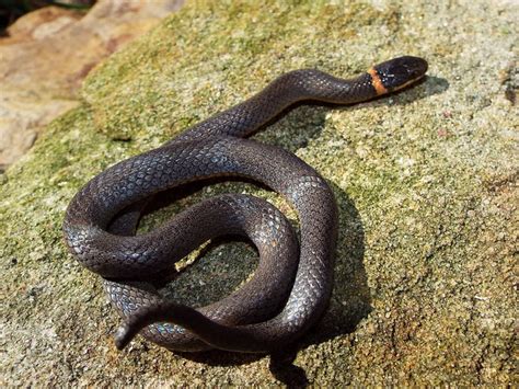 Image result for Ringneck Python