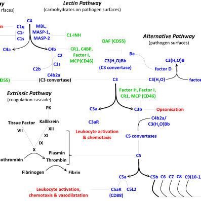 Image result for Common Complement Pathway
