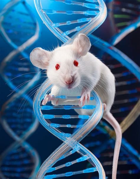 Image result for Lab Mouse Lineage