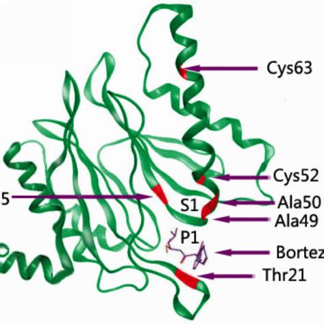 Afbeeldingsresultaten voor Protein Backbone Structure