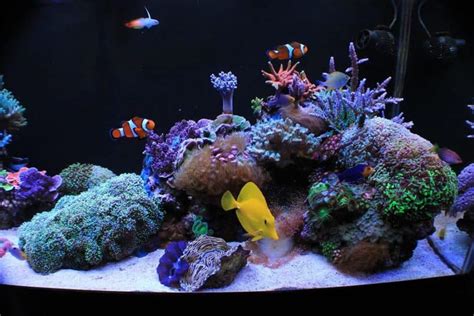 Image result for Reef Clams
