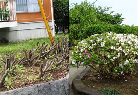 Image result for How to Prune Azalea Bushes