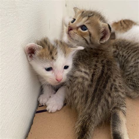 Image result for Meow Poop