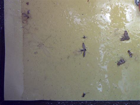 Insect Feature Extraction Dataset に対する画像結果