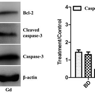 Image result for apoB in Liver Western Blot