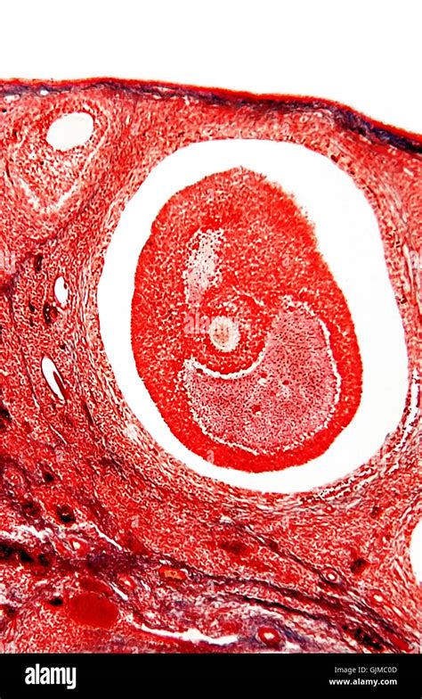 Oocyte Microscope Labeled に対する画像結果